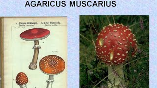 AGARICUS MUSCARIUS  ΑΝΤΙΜΕΤΩΠΙΣΗ ΟΞΕΩΝ ΚΑΤΑΣΤΑΣΕΩΝ ΜΕ ΟΜΟΙΟΠΑΘΗΤΙΚΗ [upl. by Block398]