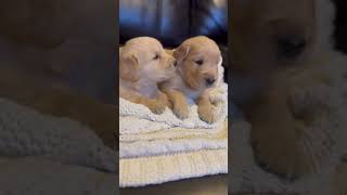 Golden Retriever Puppies 3 12 weeks old [upl. by Enail886]