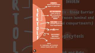 SERTOLI CELLS FUNCTIONS MNEMONIC  CorrectionAndrogen binding protein [upl. by Haldis]