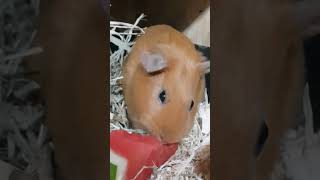 is watermelon ok for piggies guineapiggies pets cute [upl. by Arev]