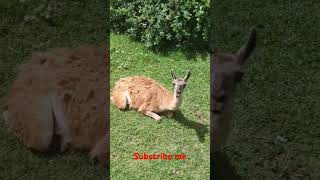 Guanaco south America animal video [upl. by Anoirtac585]