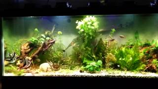 125 gallon aquarium tank with led floodlights [upl. by Dedie]