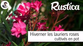 Comment hiverner le laurierrose cultivé en pot [upl. by Garv]