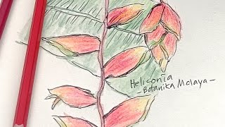 Heliconia  Botanika Malaya no 6 inktober2024 botanikamalaya [upl. by Gasper]