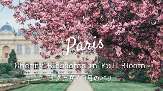 ｛Cherry Blossoms in Paris🌸｝ Sakura in full Bloom｜Stroll Jardin des Plantes｜ Paris Vlog [upl. by Eissert]