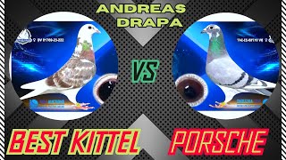 The Best Kittel And Porcshe 911 Most Favourite Racing Pigeon Bloodlines From Andreas Drapa [upl. by Enimzzaj]