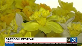 Meriden daffodil festival this weekend [upl. by Ching959]