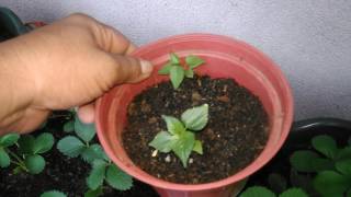 Growing strawberry plantlets in containers [upl. by Ttevy]