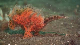 Frogfish Eats Wrasse [upl. by Witty]