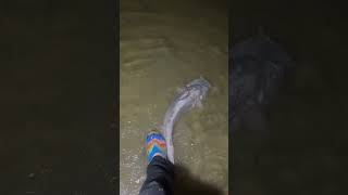 Melvern Lake Kansas Blue Catfish fishing catfishing catfish bigfish [upl. by Tnomad]