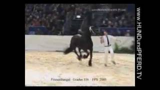 Gradus 356 KFPS Friesen Stallion HorseJournal International reports [upl. by Nicola]