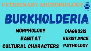 Burkholderia Microbiology  Bacteriology [upl. by Ginni]