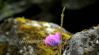 Meconopsis grandis in Tibet [upl. by Gwyneth]