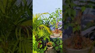 Terrace Palm Care Tips for Thriving Palms gardening palm garden gardeningtips greenthumb [upl. by Graniela769]