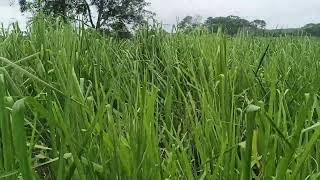 Pradera de Hibridos de Panicum Carcará listo para pastoreo o pacas en Escárcega Campeche [upl. by Seidnac905]