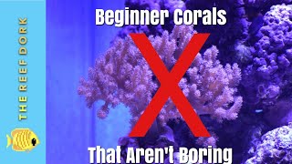 Top 7 Beginner Corals That Arent Boring [upl. by Ramal]