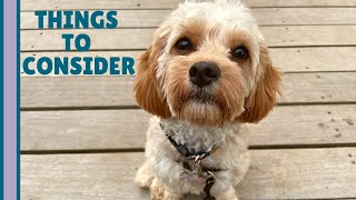 4 REAL Reasons NOT to Get a Cavapoo  What You Need to Know [upl. by Sullivan]