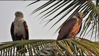 A young Brahminy kite elegantly perches on a coconut tree  Bird watching [upl. by Christmas421]