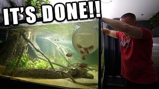 How to Set up a Fish Tank with Live Plants [upl. by Covell]