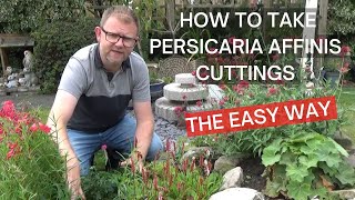 How to Take Persicaria affinis Superba Stem Cuttings  How to Propagate Persicaria affinis [upl. by Eima]