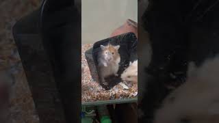 Hamster song 🤣youtubeshorts goodvibesr vayalvideo vayalvideo vayalvideo hamsterhabitats [upl. by Yhpos]