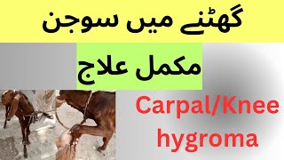 Knee hygroma  Carpal hygroma  Ghutne me pani in goat  sheep  cow buffalo  Dr Muhammad Saif [upl. by Eerat875]