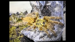 Pterinochilus murinus The OBT egg sac hatch and sling collection [upl. by Wilscam993]