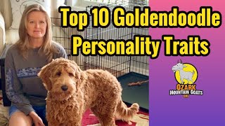 Goldendoodle Personalities and traits  Owning a Goldendoodle [upl. by Tolland585]