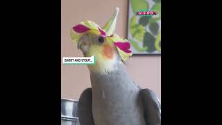 Cockatiel sings the teapot song 🦜 [upl. by Garson]