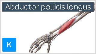 Abductor Pollicis Longus Muscle Overview  Human Anatomy  Kenhub [upl. by Laertnom718]