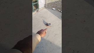 Pigeon Catching Video pigeon kabotar shorts yt newsong trending newvideo viral [upl. by Mandelbaum510]