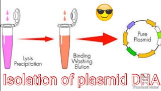 isolation and purification of plasmid DNA IN HINDI [upl. by Atinnor]