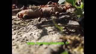 Ces fourmis transportent un énorme ver de terre [upl. by Gray130]