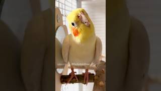 Cutest Thing Ever 🥰 cockatielscraze [upl. by Etnelav199]