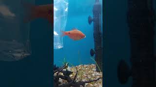 Fishy rescue golden rosy barbs aqaurium fish petanimals pets [upl. by Nashom]