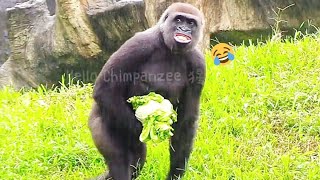 塔莉看鏡頭微笑😆😆wildlifeanimals nature conservationgorillaprimatesilverbackanimalphotographyafrica [upl. by Dauf488]