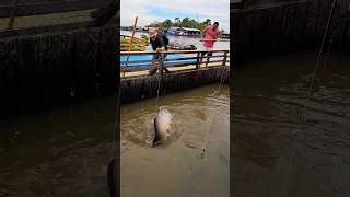 The pirarucu is the largest fish in the Amazon It can also breathe air brazil fish pirarucu [upl. by Goetz]