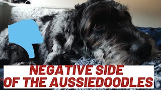 Negative Side Of The Aussiedoodle  My Experience [upl. by Skilken]