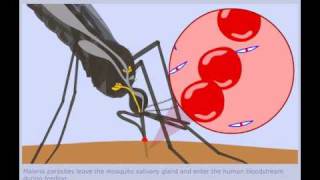 The Malaria Lifecycle  Human Stages [upl. by Raynold]