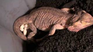 Bearded Dragon Cali laying EGGS [upl. by Ylahtan]