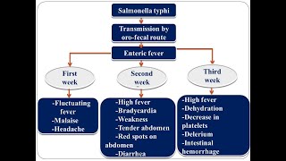 Typhoid FeverEnteric Fever PathophysiologySalmonella typhi Symptoms Diagnosis Etiology [upl. by Parrie]