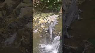 Gharial Endangered crocodilians shorts feed youtube shorts  Gharial [upl. by Decato]