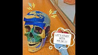 SKULL ANATOMY  NORMAS FORAMEN CRANIAL FOSSAVEINOUS DRAINAGE amp CRANIOMETRIC POINTS [upl. by Ynnus]