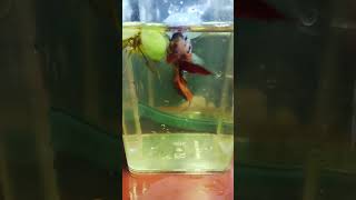 GiganteBettaGalaxyamp hembra Koi galaxy bettaindonesia fish betta [upl. by Ybanrab663]