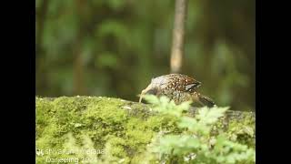 The spotted laughingthrush Ianthocincla ocellataincredibleindia birdofindia indianbirds shiva [upl. by Tallulah79]