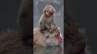 Japanese Macaque  Hot Tub Monkey [upl. by Reifel]