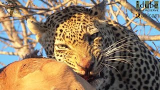 Male Leopard Has An Impala For Breakfast As Hyenas Wait Below [upl. by Ennoval]