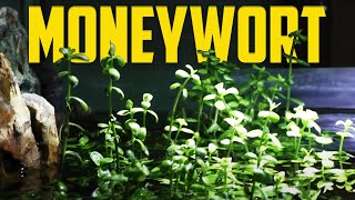 How to Care for Moneywort Bacopa monnieri [upl. by Tench375]