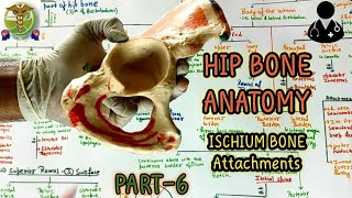 Hip bone ISCHIUM l Attahment of Ischium l PART66 l Anatomy of hip bone [upl. by Rosol]