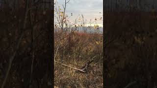 2019 Alaska Moose with a 308 Barnes 150 grain TTSX hand load Low quality footage… [upl. by Marena765]